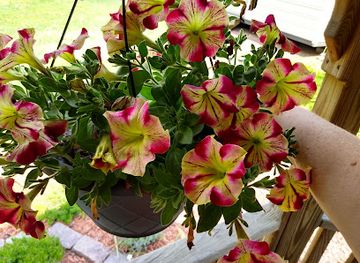 alabama/cullman/landmark/big-cedars-nursery