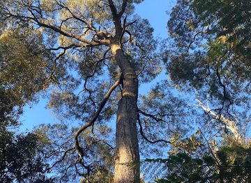 australia/tasmanian-wilderness/landmark/notley-fern-gorge-state-reserve