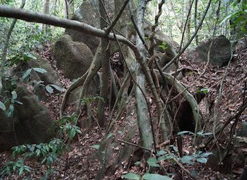 cameroon/dja-faunal-reserve/landmark/campo-reserve