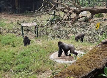 cameroon/forest-region/landmark/limbe-wildlife-centre