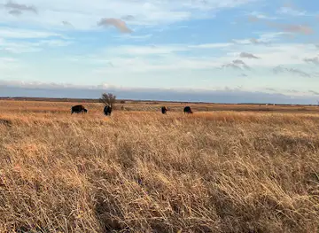 Joseph H. Williams Tallgrass Prairie Preserve