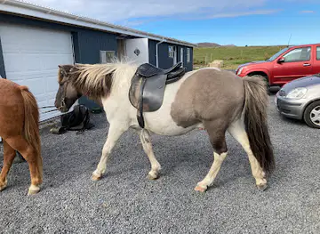 Arctic Horses
