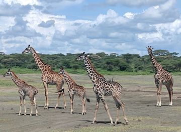 tanzania/arusha/landmark/lion-king-adventures-tanzania-luxury-safari