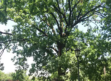 Oldest Tree in the People's Gardens