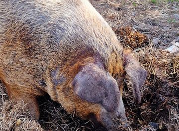 norway/ostfold/landmark/vestre-knolden-gard