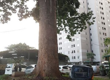indonesia/jakarta/south-jakarta/landmark/kalibata-s-120-year-old-mahoni-tree