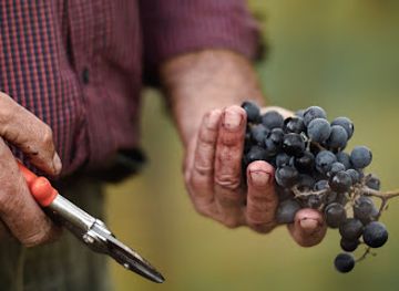 croatia/rovinj-archipelago/landmark/opg-suran-petar-rino-rovinjska-vina