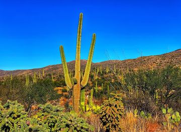 arizona/saguaro-national-park/landmark/saguaro-national-park-east-side