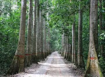 bangladesh/sylhet-division/landmark/lawachara-national-park