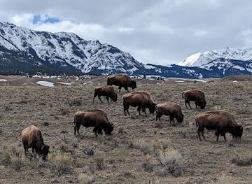 montana/bozeman/landmark/yellowstone-safari-company