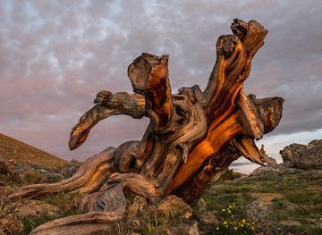 colorado/high-plains/landmark/mount-goliath-natural-area-dos-chappell-nature-center