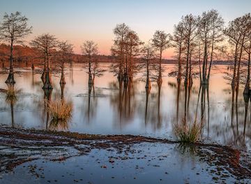louisiana/caddo-lake-state-park/landmark/earl-g-williamson-park