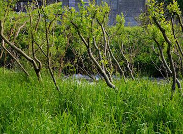 faroe-islands/miovagur/landmark/vioarlundin-a-tungu