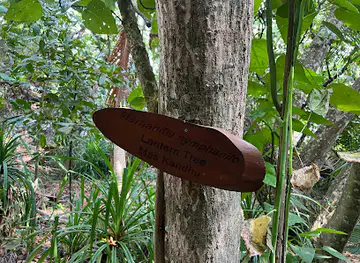 Forest Walk - Dhigali Maldives