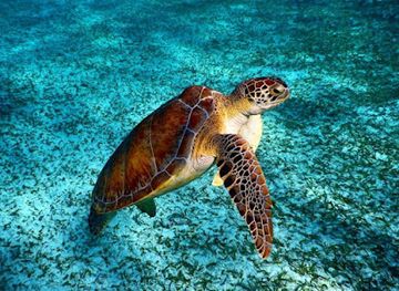 belize/cockscomb-basin-wildlife-sanctuary/landmark/hol-chan-marine-reserve