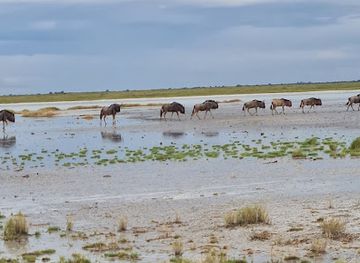 botswana/nxai-pan-national-park/landmark/nata-bird-sanctuary