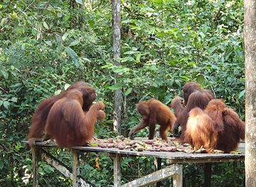 indonesia/north-kalimantan/landmark/taman-nasional-tanjung-puting