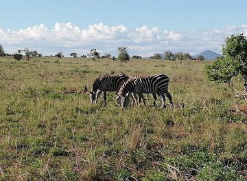 kenya/tsavo-national-park/landmark/lumo-community-wildlife-conservancy