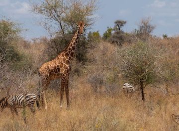 kenya/tsavo-region/landmark/meru-national-park