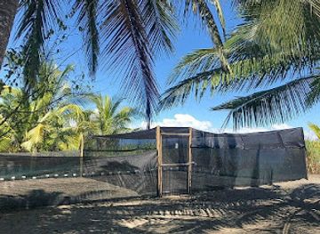 costa-rica/osa-peninsula/landmark/tortugas-preciosas-de-osa