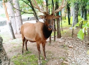 new-mexico/ruidoso/landmark/ruidoso-valley-chamber-of-commerce-and-visitor-center