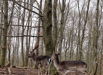 denmark/randers/landmark/randers-dyrehave