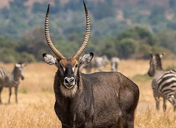 rwanda/akagera-national-park/landmark/visit-akagera-national-park