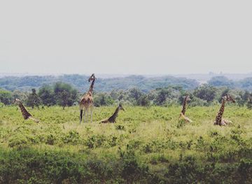 kenya/lake-nakuru-national-park/landmark/mambo-game-view-nakuru