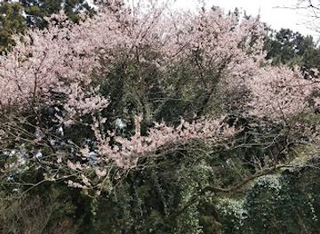 south-korea/jeju-city/aewol/landmark/cherry-blossom-street