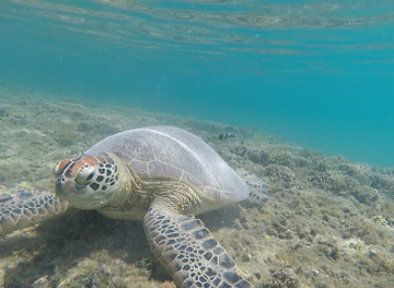 new-caledonia/south-province/landmark/ilot-signal