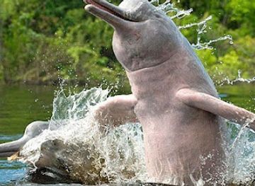 peru/loreto/landmark/maniti-expeditions-amazon-eco-lodge-tours-iquitos