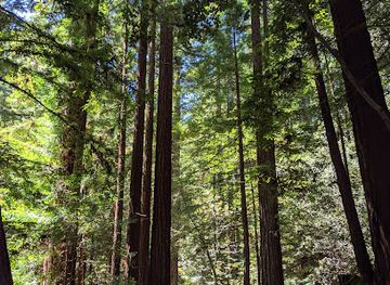 california/redwood-national-and-state-parks/landmark/purisima-creek-redwoods-open-space-preserve