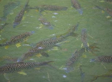 laos/khammouane-province/landmark/kong-lor-cave