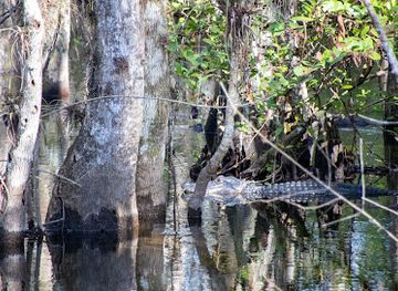 florida/big-cypress-national-preserve/landmark/loop-road-scenic-drive