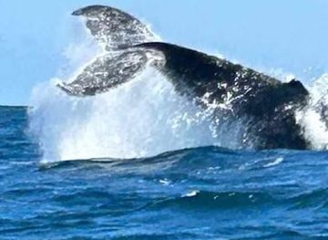 madagascar/ifaty/landmark/tulear-mangily