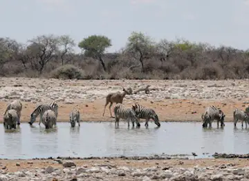 Etosha National Park