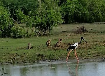 sri-lanka/bundala-national-park/landmark/bundala-pradeep-safari