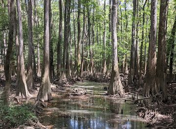 south-carolina/congaree-national-park/landmark/harry-hampton-visitor-center