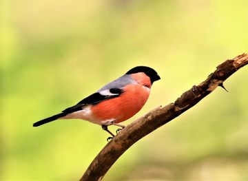 netherlands/hoge-veluwe-national-park/landmark/vogelkijkhut-otterlo