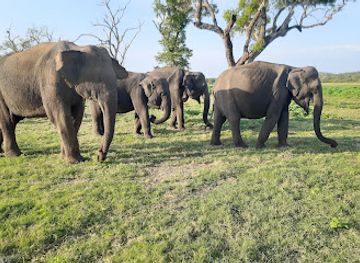 sri-lanka/minneriya-national-park/landmark/minneriya-kaudulla-elephants-village-safari-from-sigiriya