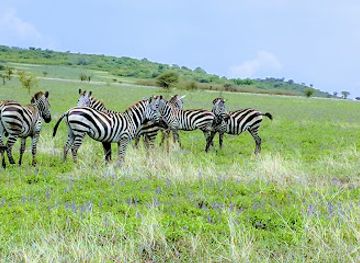 ethiopia/simien-mountains-national-park/landmark/nech-sar-national-park