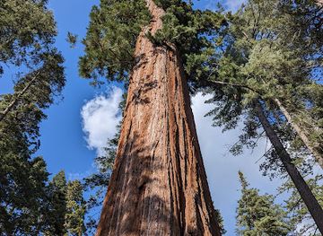 california/gold-country/landmark/calaveras-big-trees-state-park