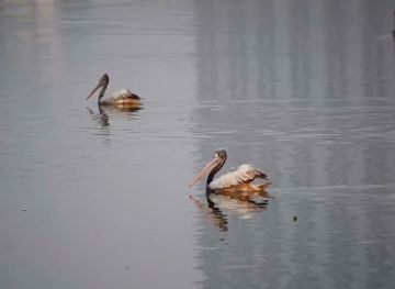 india/chennai/adyar/landmark/adyar-estuary