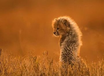 tanzania/arusha/landmark/safaris-tanzania