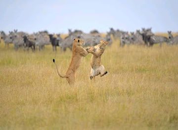 tanzania/kilimanjaro-region/landmark/afro-vertex-tours-safaris