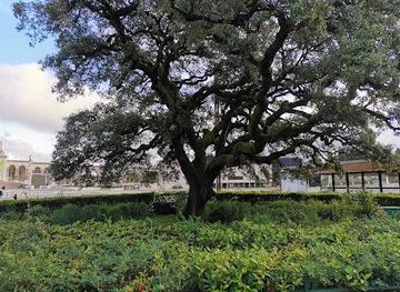 portugal/caldas-da-rainha/landmark/azinheira-grande