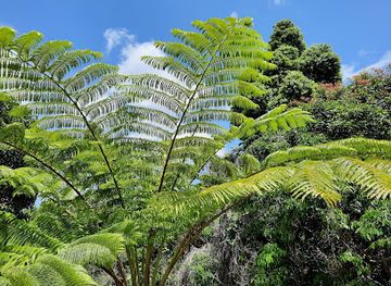 new-caledonia/south-province/landmark/parc-provincial-des-grandes-fougeres