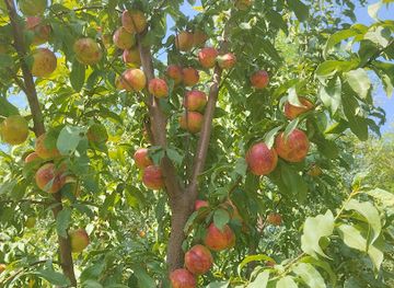 kyrgyzstan/jalal-abad-region/landmark/azizbek-azhynyn-bagy
