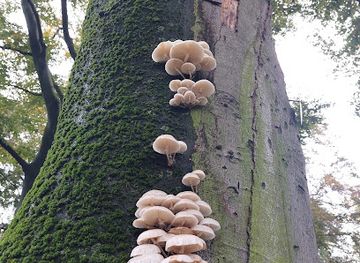 germany/cologne/ehrenfeld/landmark/ehemaliger-friedhof