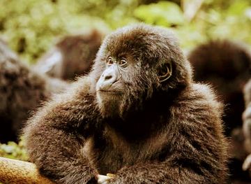 uganda/bwindi-impenetrable-national-park/landmark/rafiki-memorial-wildlife-conservation-initiative